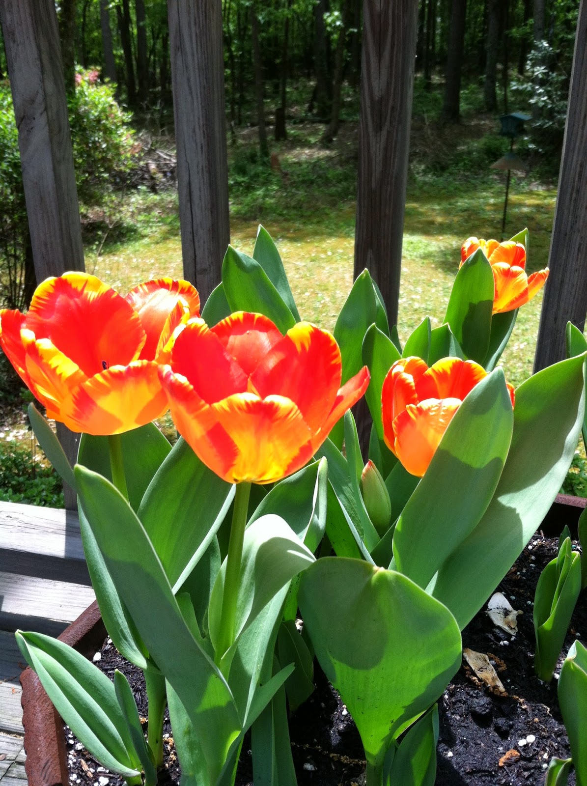 Two Sisters Gardening Growing Tulips in Pots