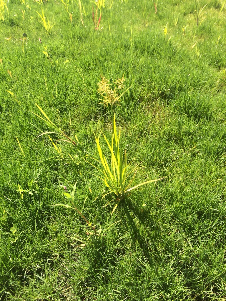 Smart Turf Yellow Nutsedge in Present How Do I Control Nutsedge?