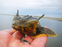 Buffalo Sculpin