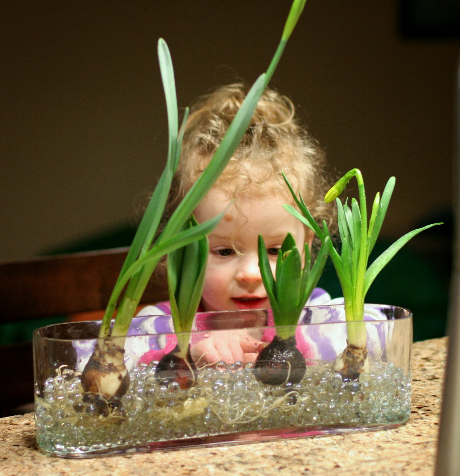 Learning about Spring Bulbs
