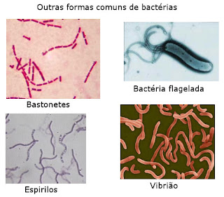 Tipos de bactérias