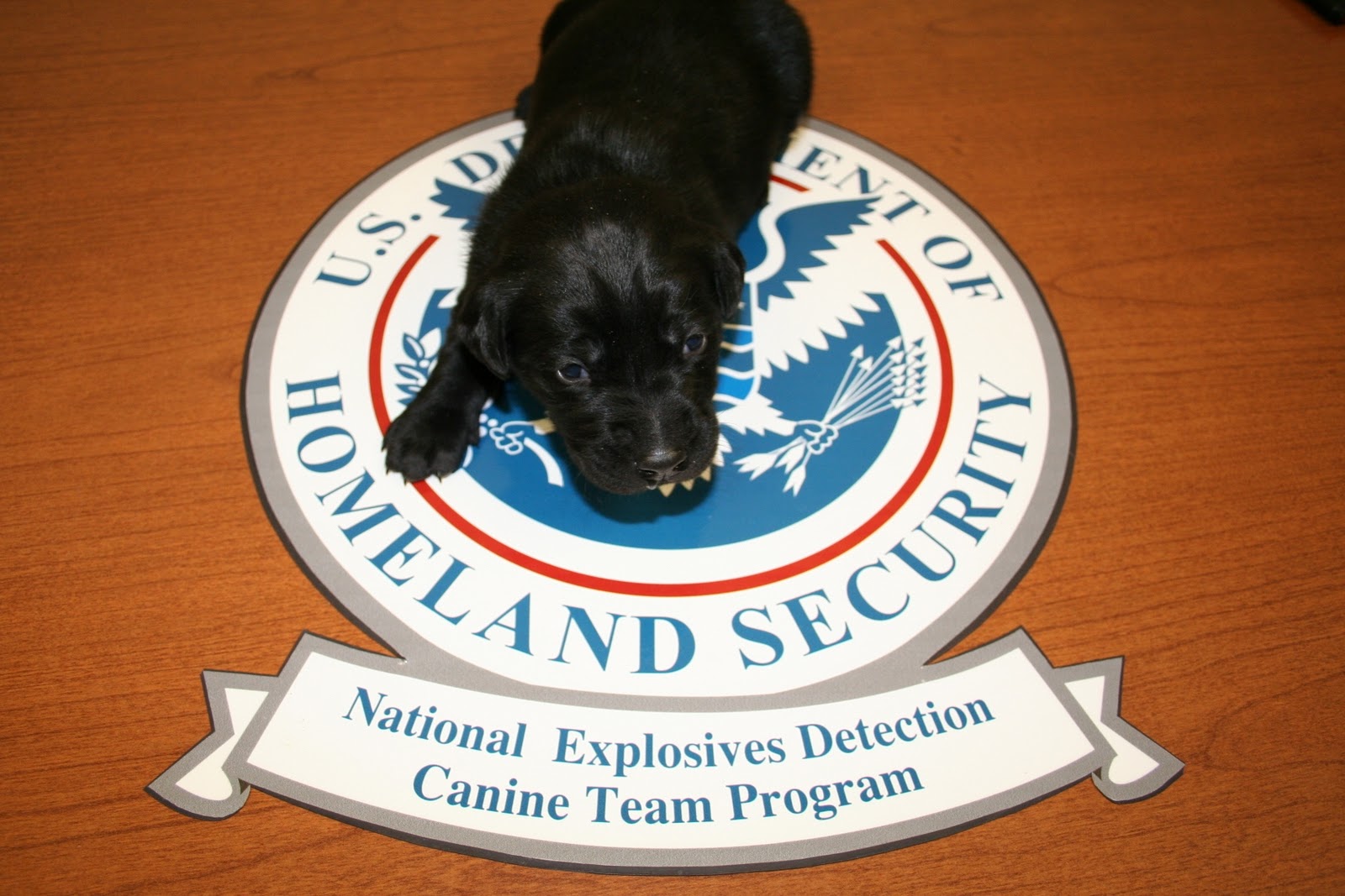 tsa puppies the tsa tsa welcomes its 500th puppy tsa puppies the tsa tsa welcomes its 500th puppy
