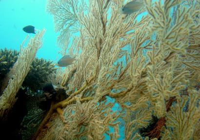 Fan Coral Cluster