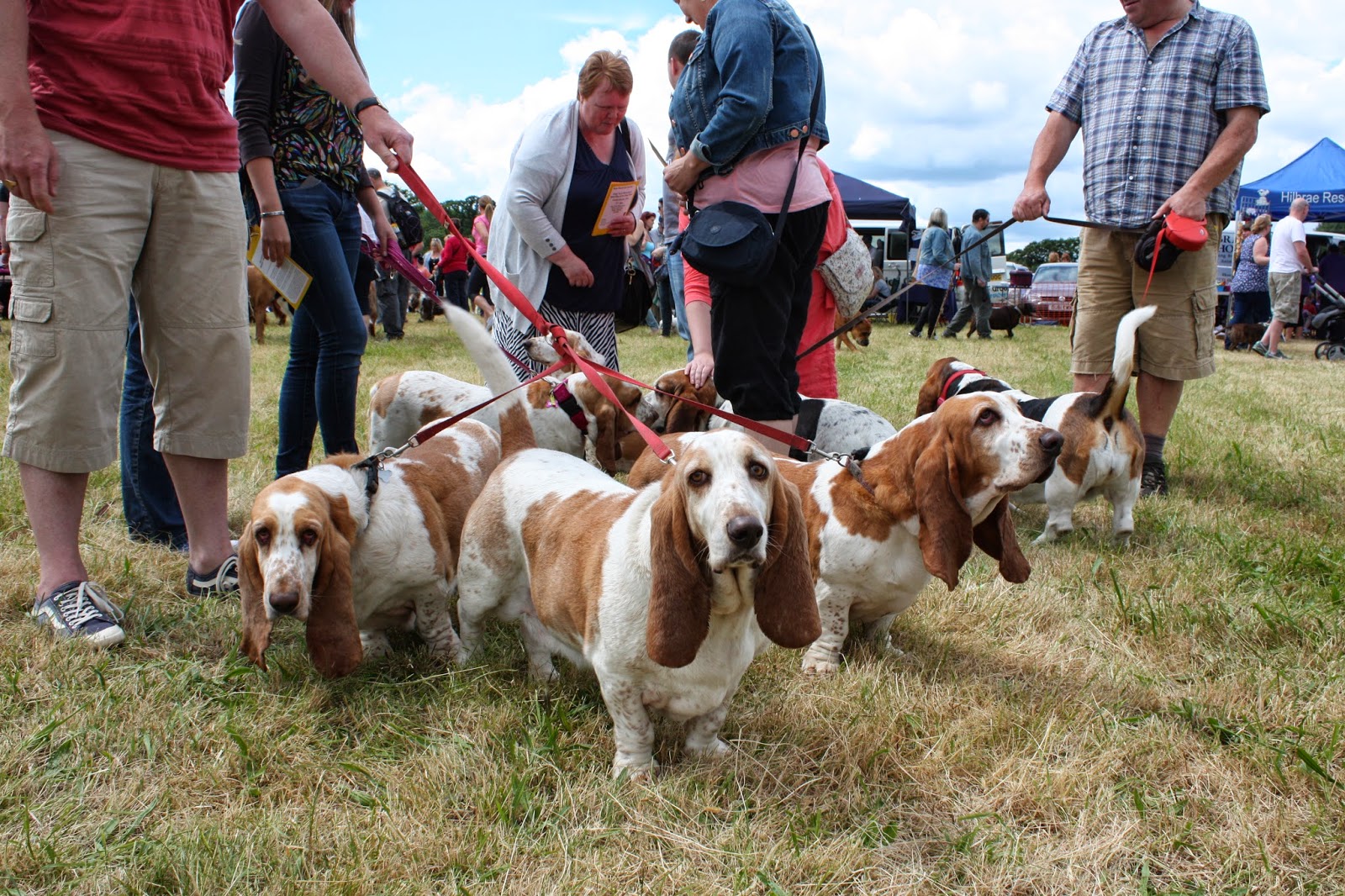 Dogs Trust Dogs Trust Shrewsbury Open Day
