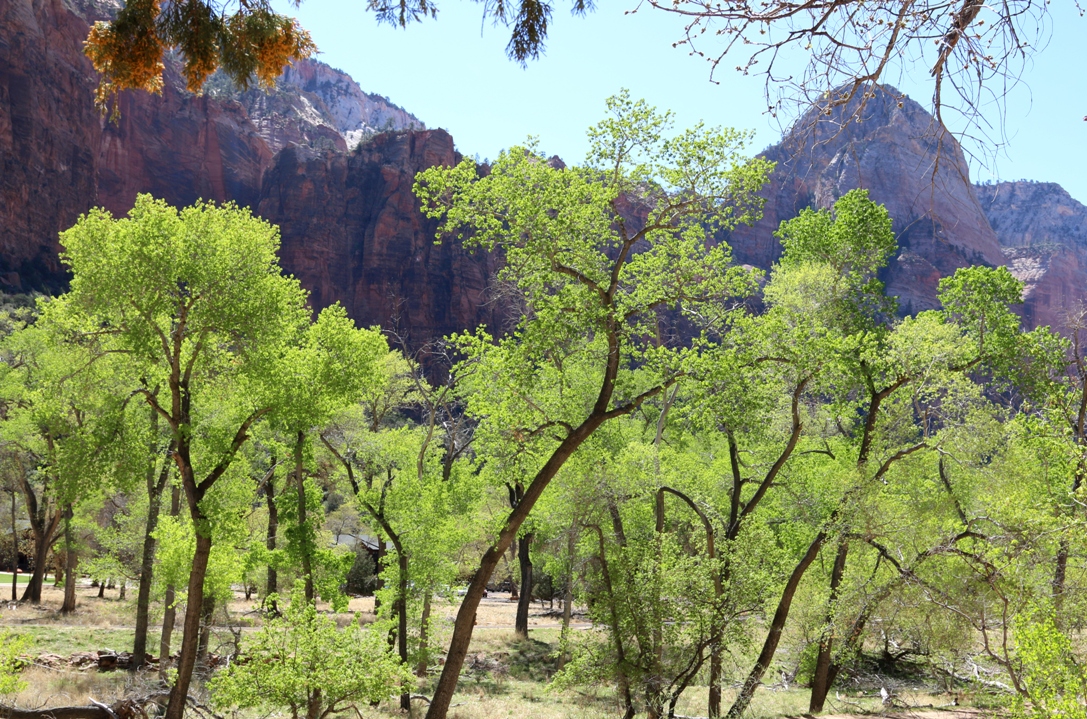 A photo, A thought............ Place Spring break visit to Zion