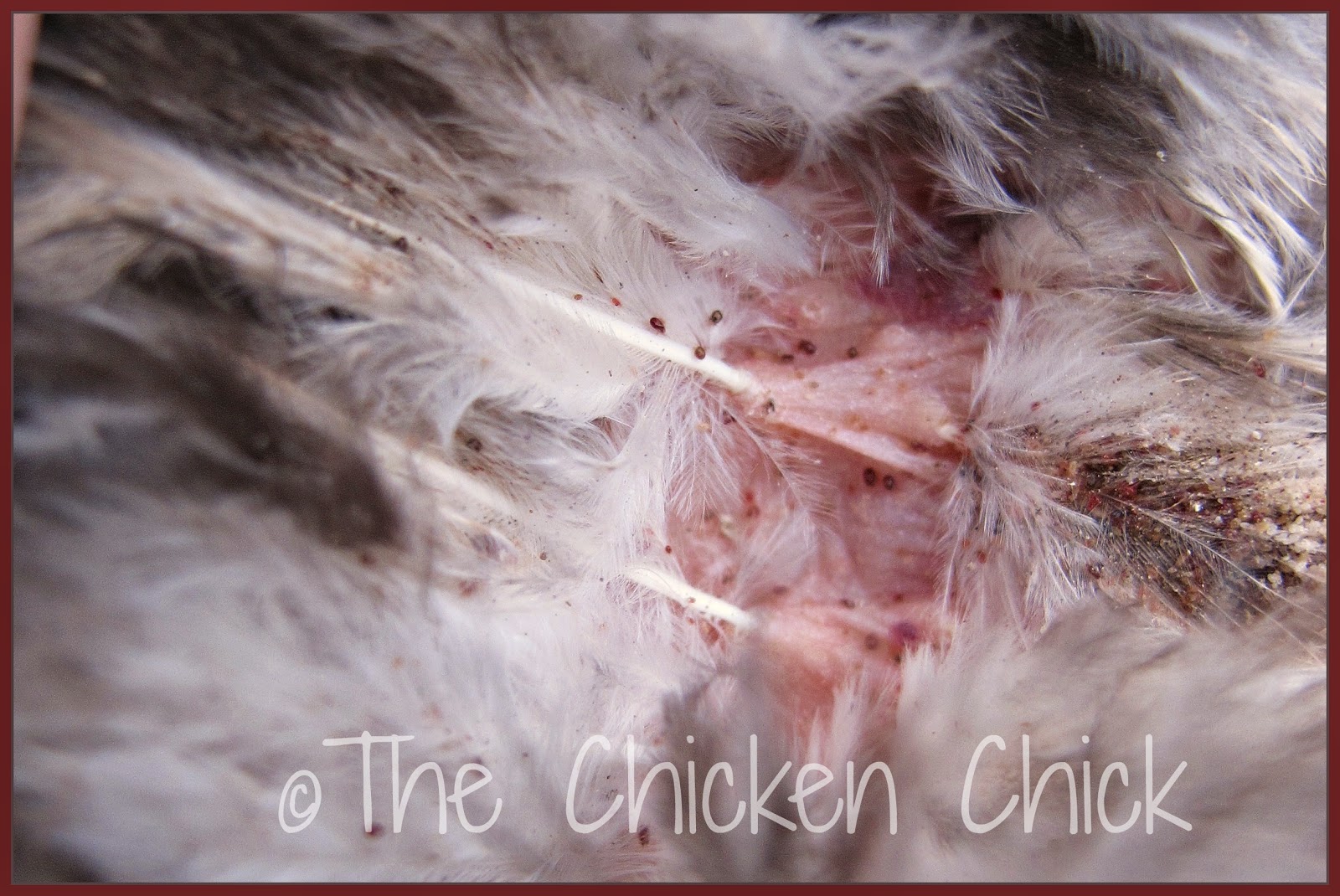 The Chicken Chick®: Poultry Lice and Mites Identification and 