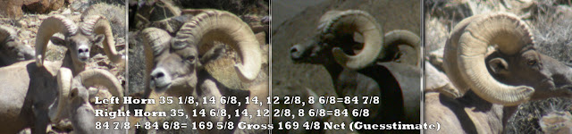 Final+Score+for+Subject+desert+sheep-Jay+Scott+Outdoors+how+to+field+judge+sheep.jpg