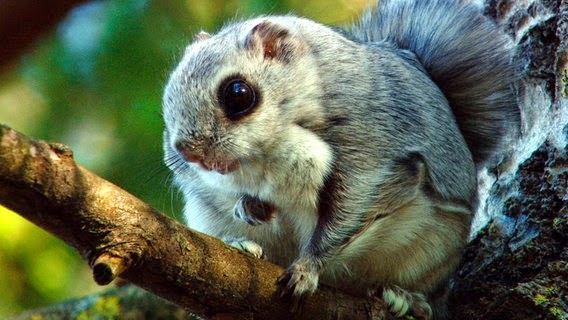 finnland. cool. Gleithörnchen