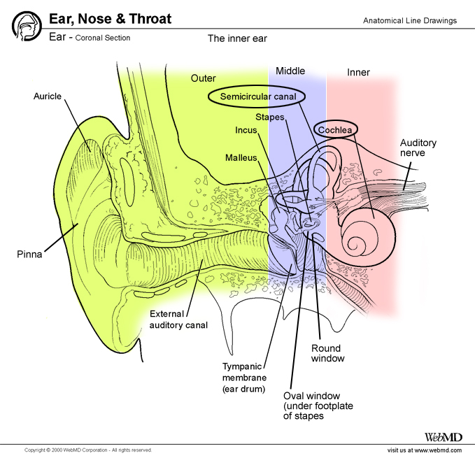 The anatomy of the ear blogger uni doctors