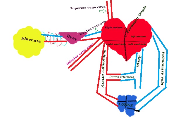 Nsg Dx: Health Up: Normal Fetal Circulation