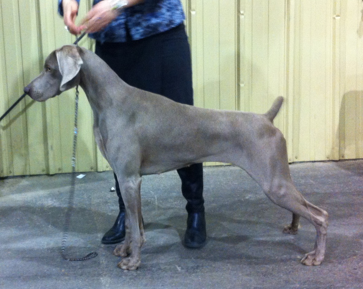 Koping Weimaraners RED DEER KENNEL CLUB DOG SHOW KOPING WEIMARANER RESULTS UPDATE