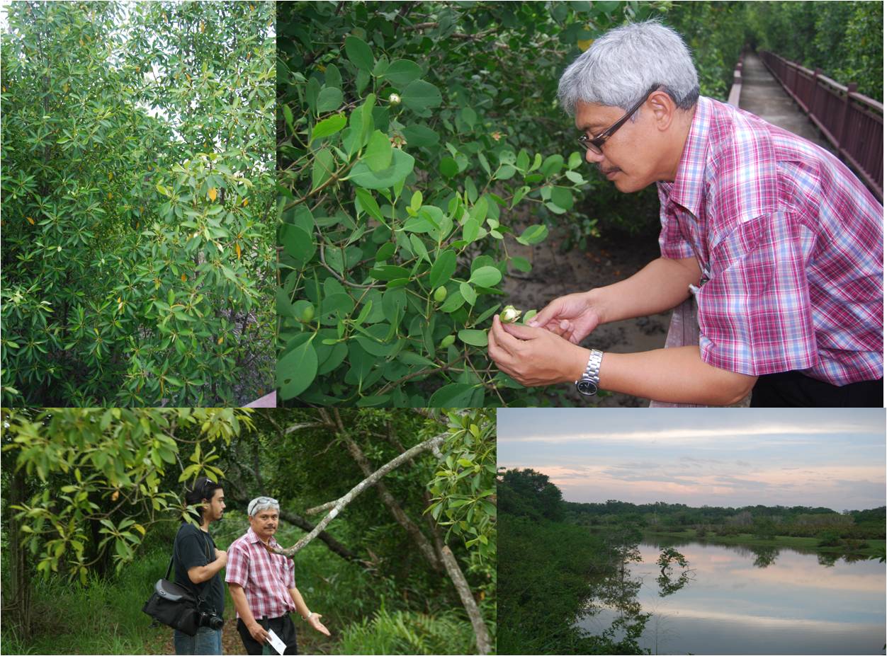 dr mat kuala selangor nature park ecology education and ecotourism