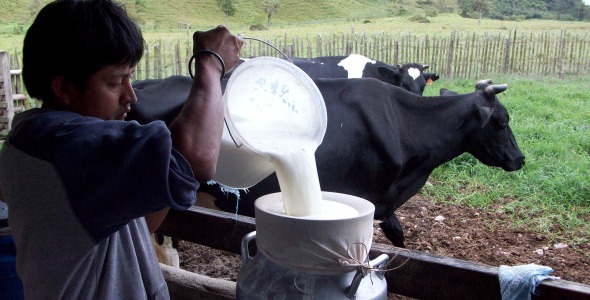 WWW LECHE FRESCA www leche fresca: