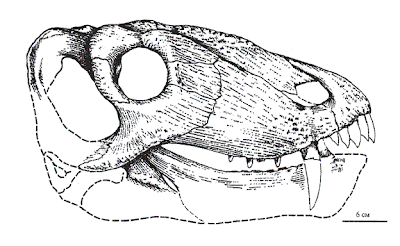 Titanophoneus skull