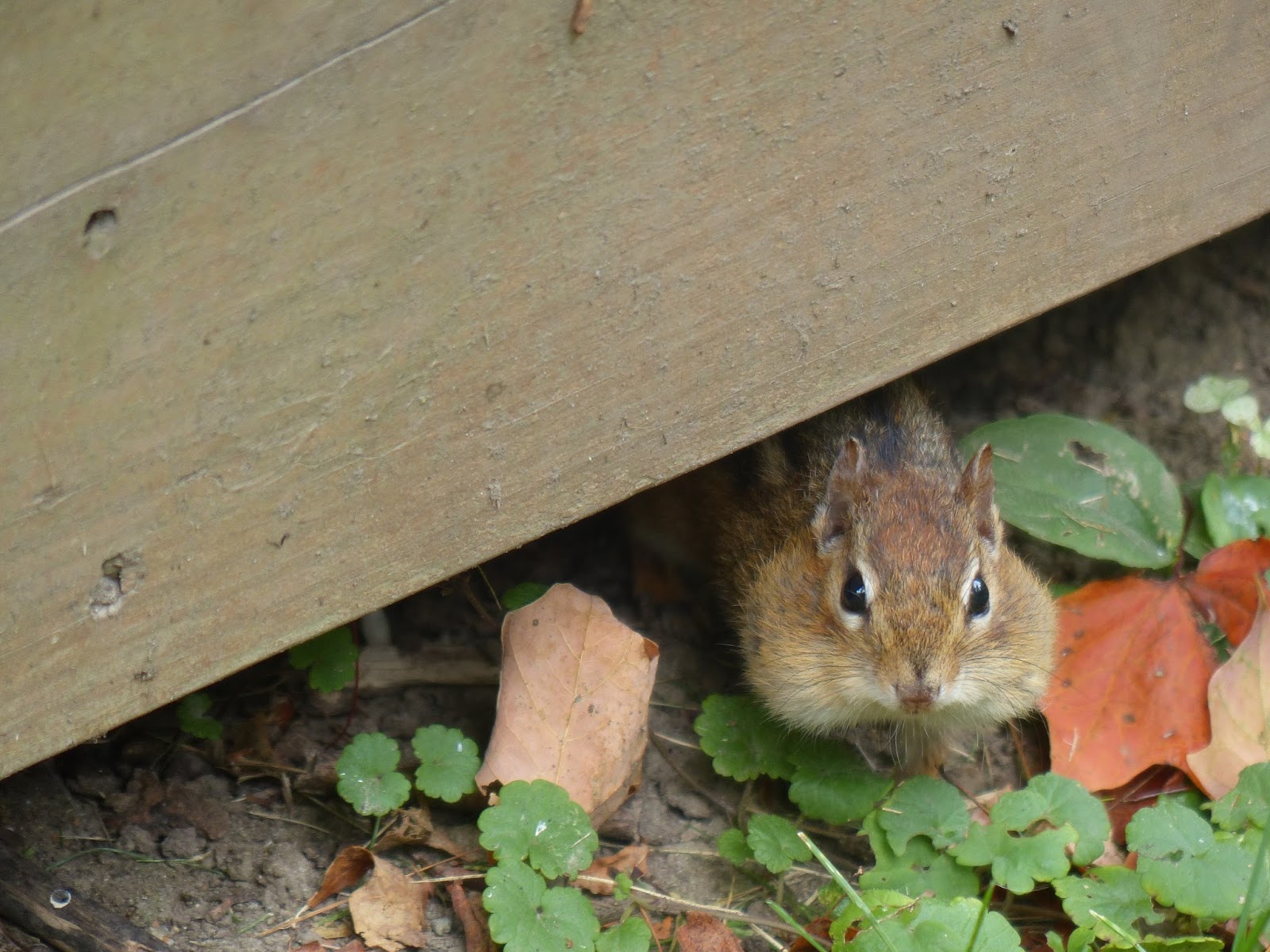 Lizzy's adventure in Vermont