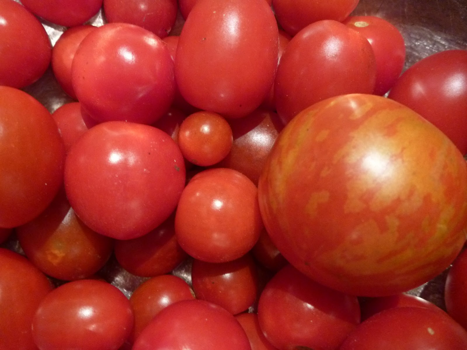 Fruit Fly Tomatoes