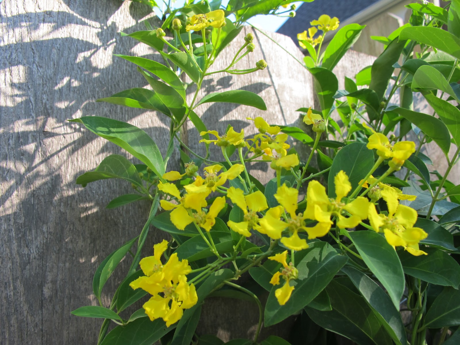 Mexican Butterfly Vine