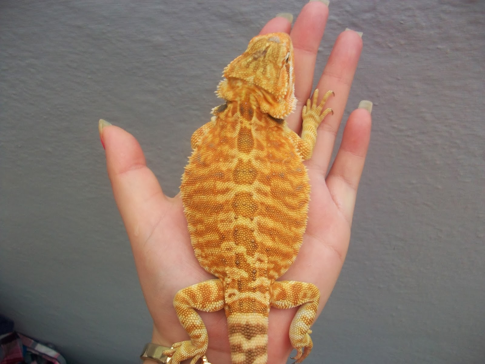 bearded-dragon-pouch-8.jpg