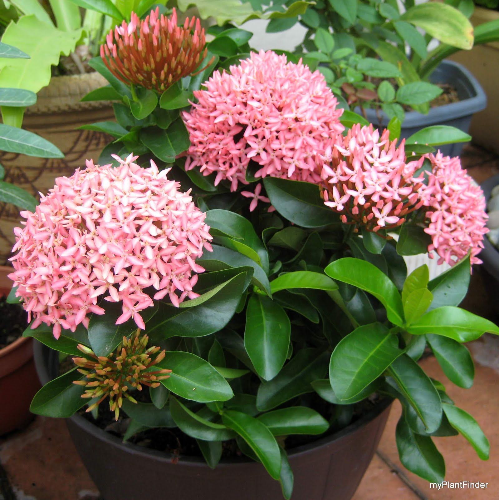 MY PLANT FINDER Plant Guide Ixora �Dwarf Pink�