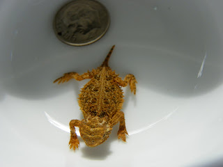 baby horny toad