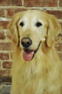 Chase - Red Eagle’s Dream Chaser