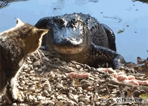 cat_slaps_alligator.gif