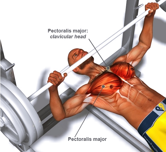 Top 5 Chest Exercises (for mass) Bodydulding