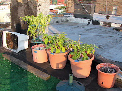 Bucolic Bushwick Rooftop Vegetable Garden 2011