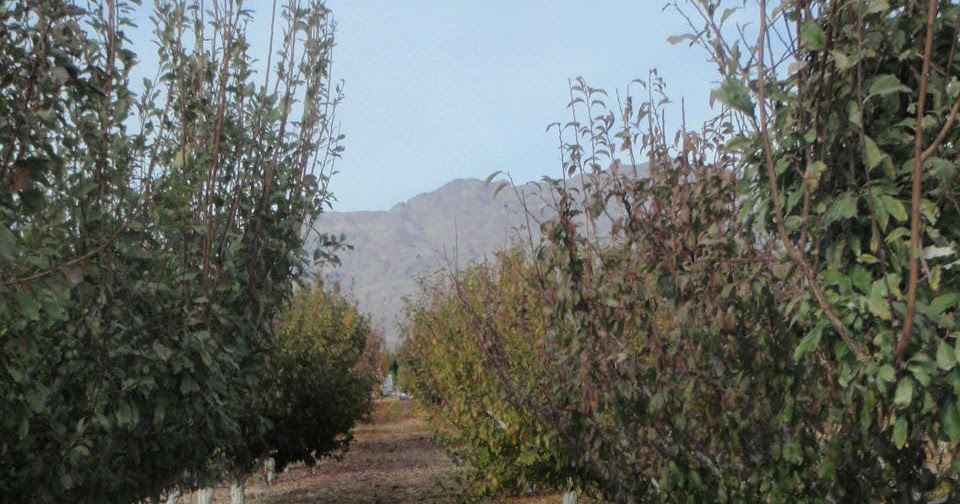 Xtremehorticulture of the Desert How Far Apart Should You Plant Fruit