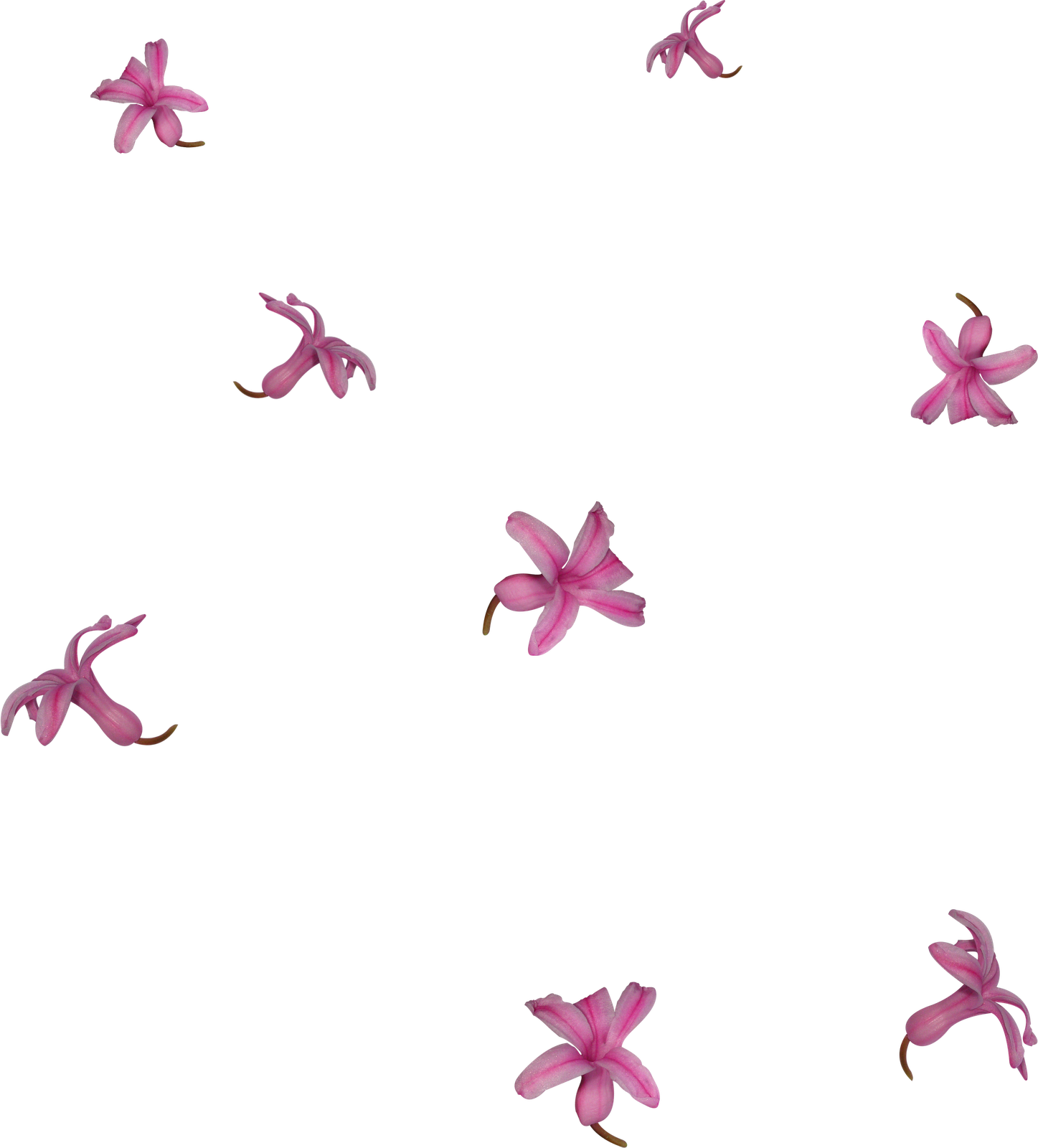 De flores png - Imagui