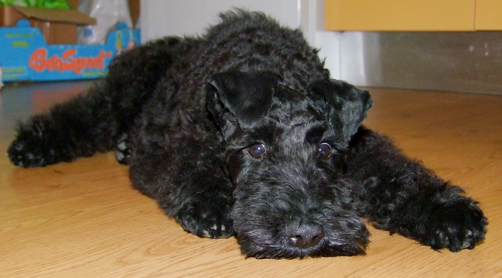 kerry blue terrier puppies saved by dogs kerry blue terrier kerry blue terrier puppies saved by dogs kerry blue terrier