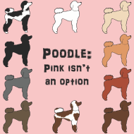 Parti Poodle Colors Guide Chart