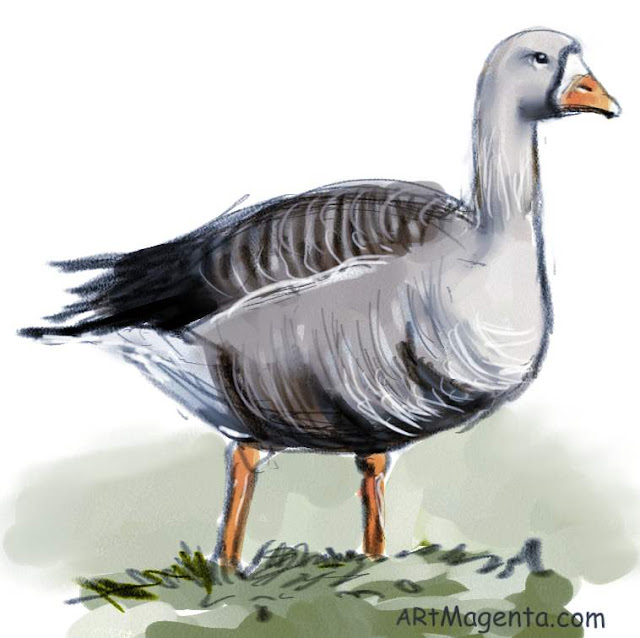 White-fronted Goose is a bird drawing by artist and illustrator Artmagenta