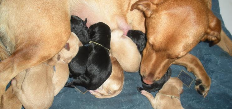 Ginger with Pups
