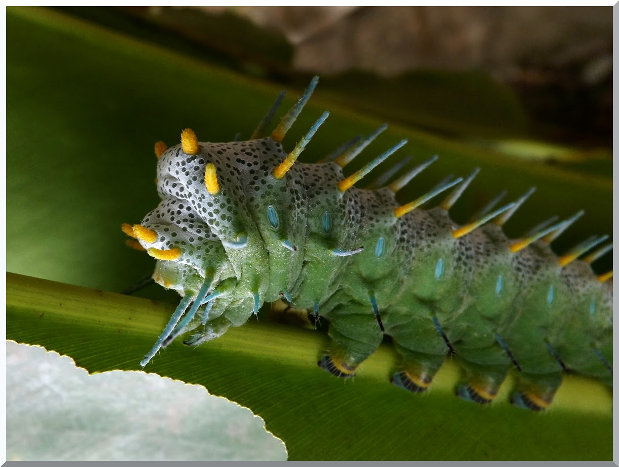 Just a little more of the gloriously handsome caterpillar, head profile