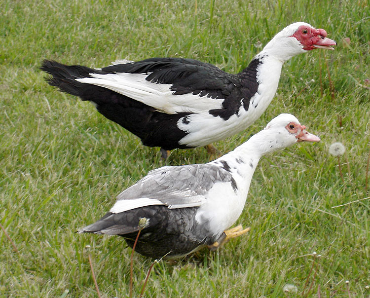 Animal Zoo Life ducks,ducks for sale,muscovy duck,types of duck,khaki