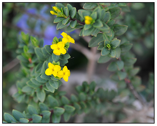 White Swan Properties Blogspot Boxwoods For Ontario Landscapes