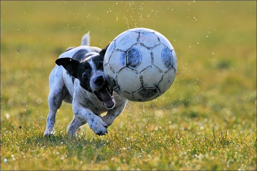 These 30 Animals Are Seriously In Love with Soccer Best Photography