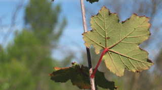 Plataforma Bosc Viu