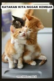 Gambar Lucu Kucing Galau Sedih Bingung Gambar Lucu Kucing Galau Sedih Bingung