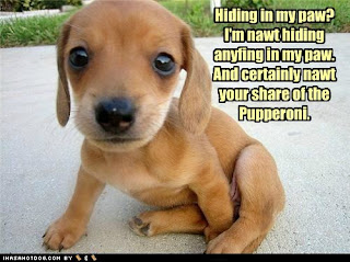 Funny Puppies Playing Funny Puppies Playing