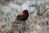 Te acuerdas de las aves que conocimos el año pasado?