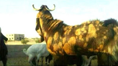 Photo: Man Buys Goat For $3.46M In Saudi Arabia
