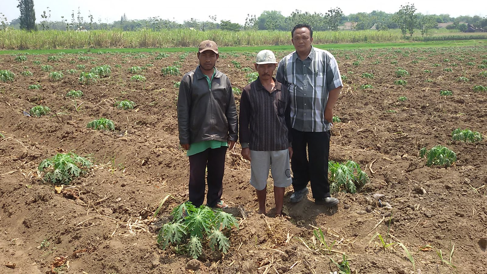 KEBUN PEPAYA CALIFRONIA DI MOJOKERTO