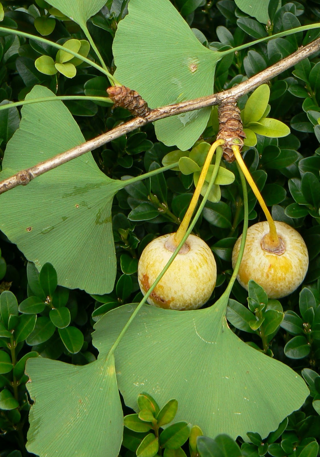 Encyclopedia of Ginkgo Nature's Miracle Ginkgo biloba , Book 1. By B. M