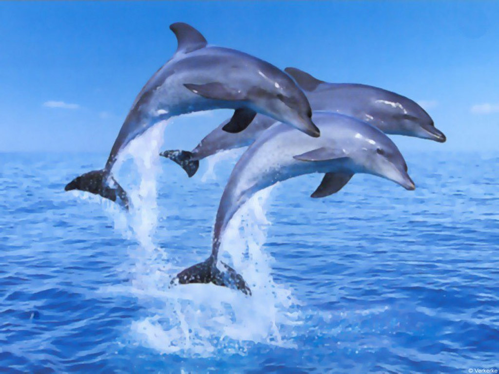 wallpaper desktop dolphin