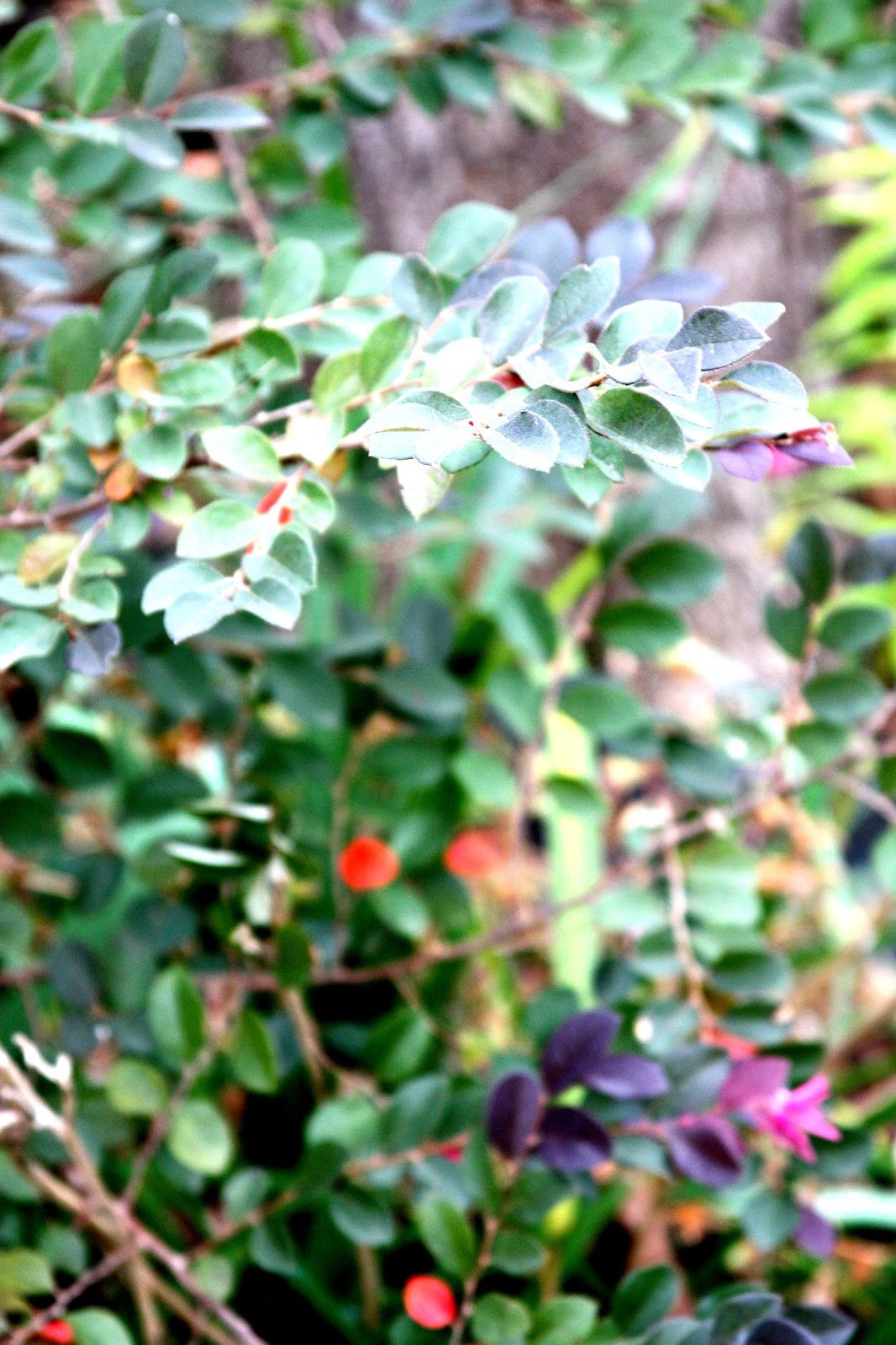 Loropetalum Chinese Fringe Flower Shrubs