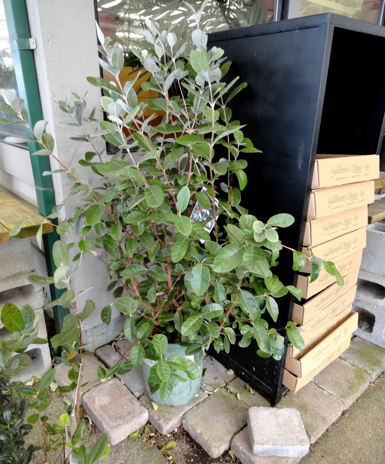 Danger Garden Caught In A Moment Of Weakness