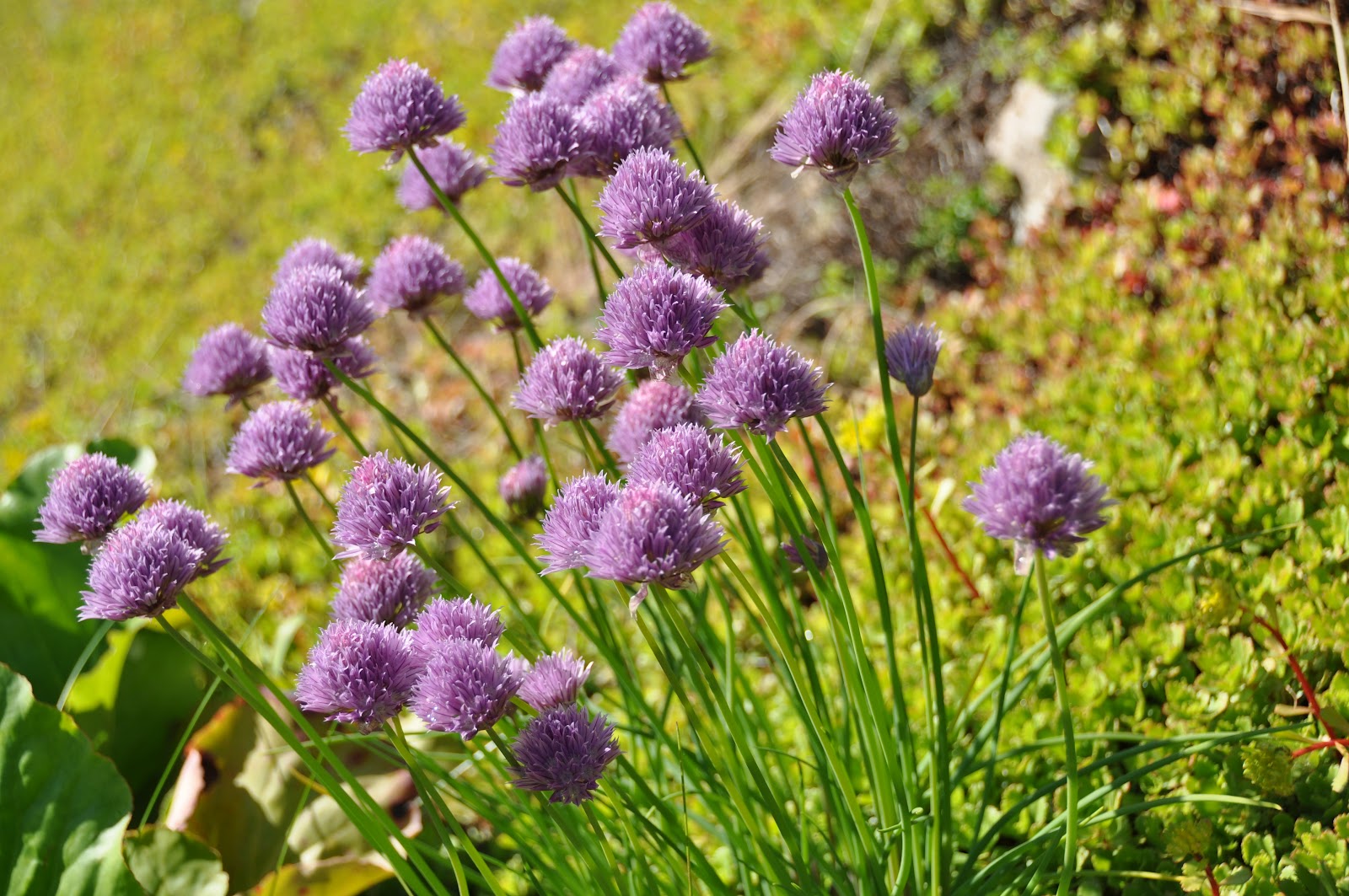 Northern Exposure Gardening Awesome Alliums, the Ornamental Onions