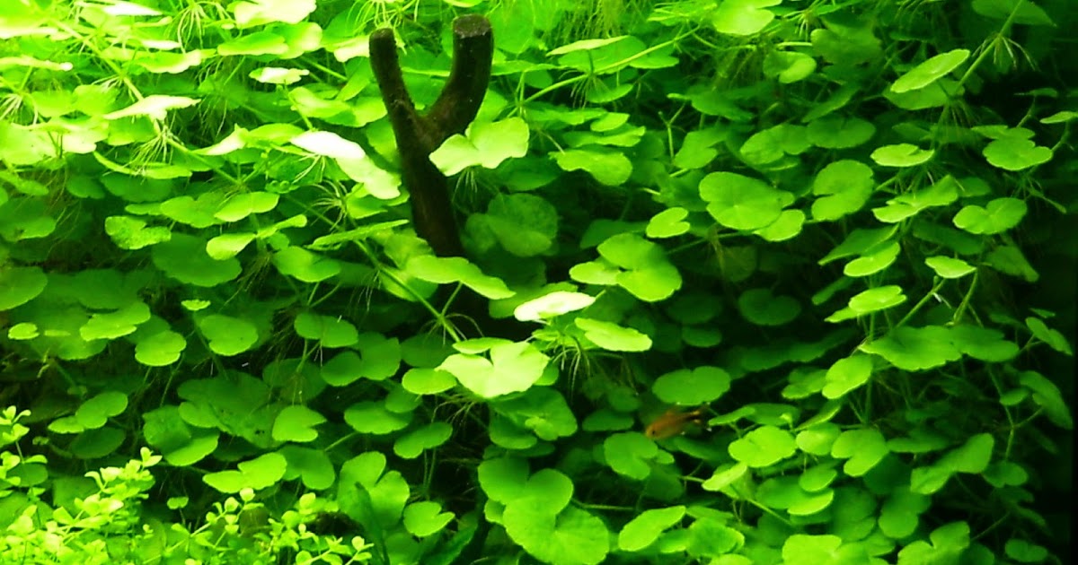 JOE'S AQUAWORLD FOR EXOTIC FISHES MUMBAI INDIA 9833898901 live